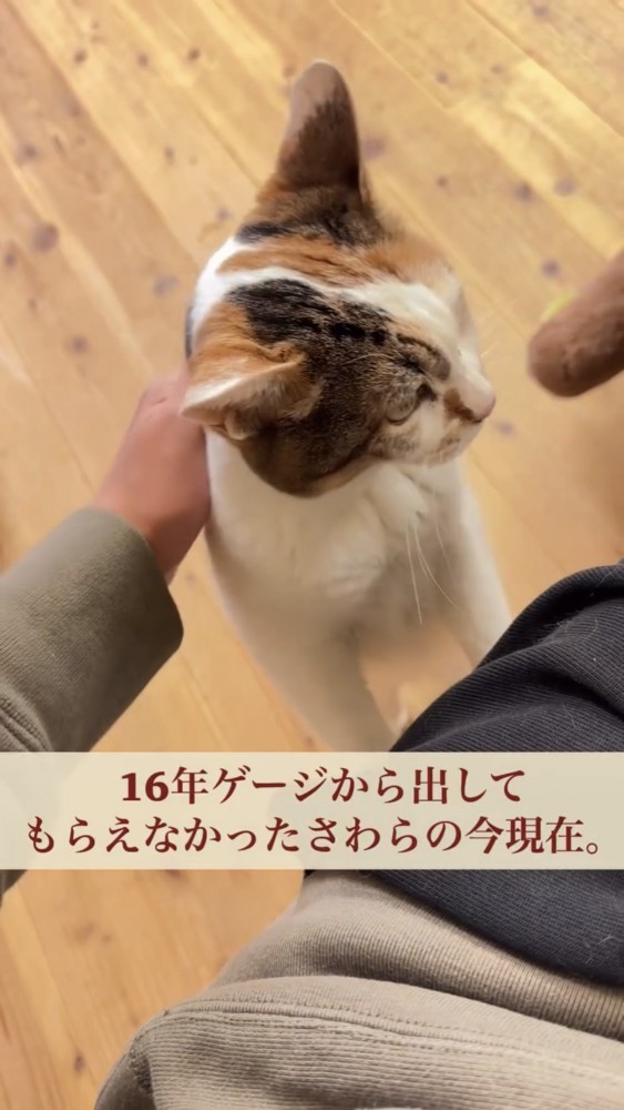 2本足で立つ猫%年間ケージの中で過ごしたさわらちゃん