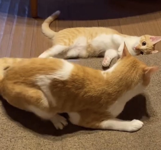 ふせをする猫の写真