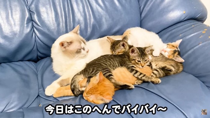 扉の上に立つ猫