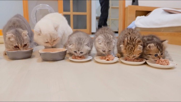 横一列に並んでごはんを食べる猫たち