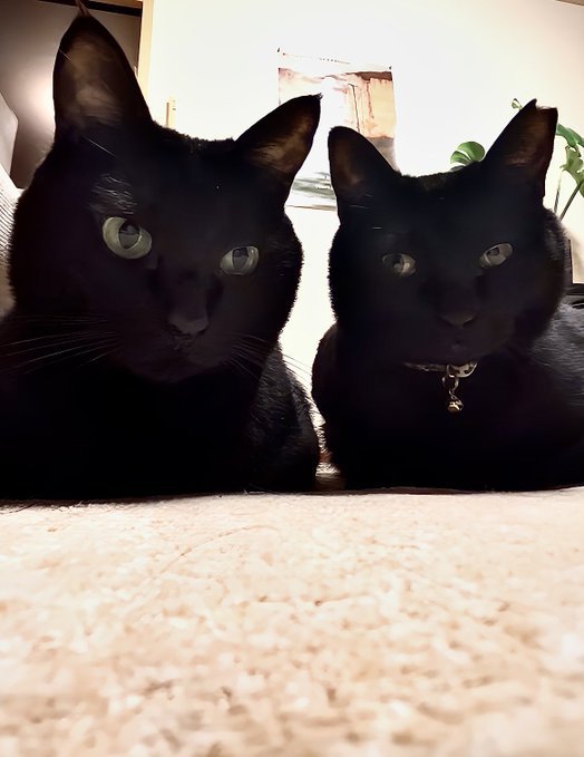 黒猫2匹のアップ
