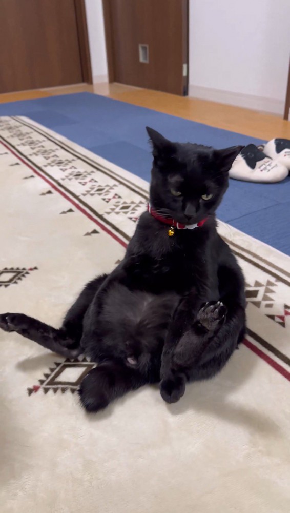 お腹の上に前足を乗せて、人間のような座り方をする猫