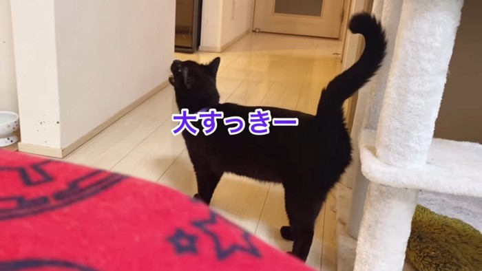 上を向いて鳴く猫の後ろ姿