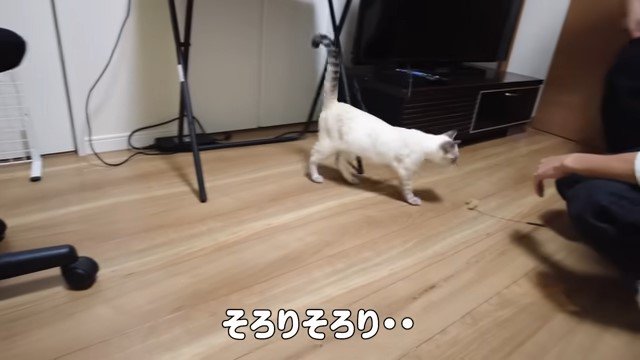 青年に近づく猫