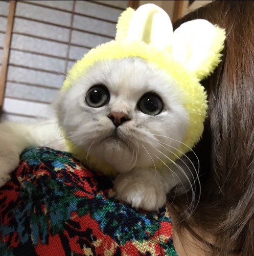 されるがままの猫