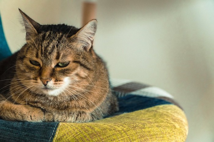 不満そうな表情の猫