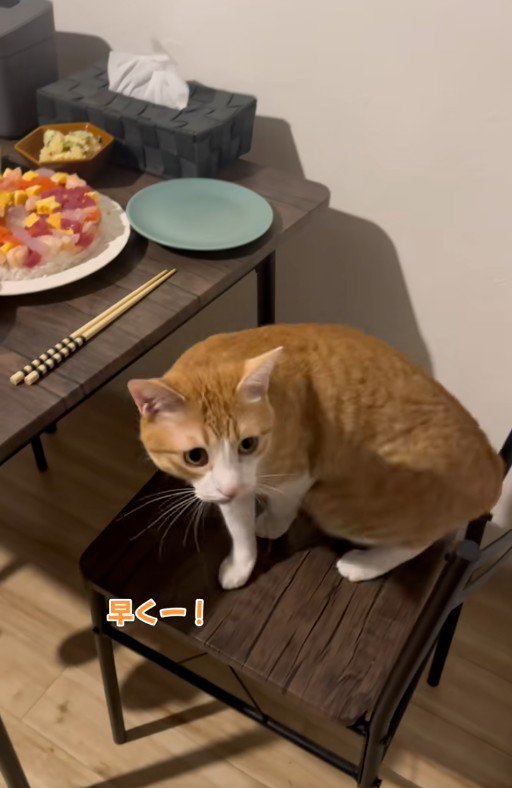 椅子の上で鳴いている猫