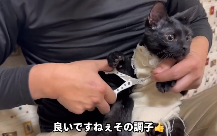 切られる猫