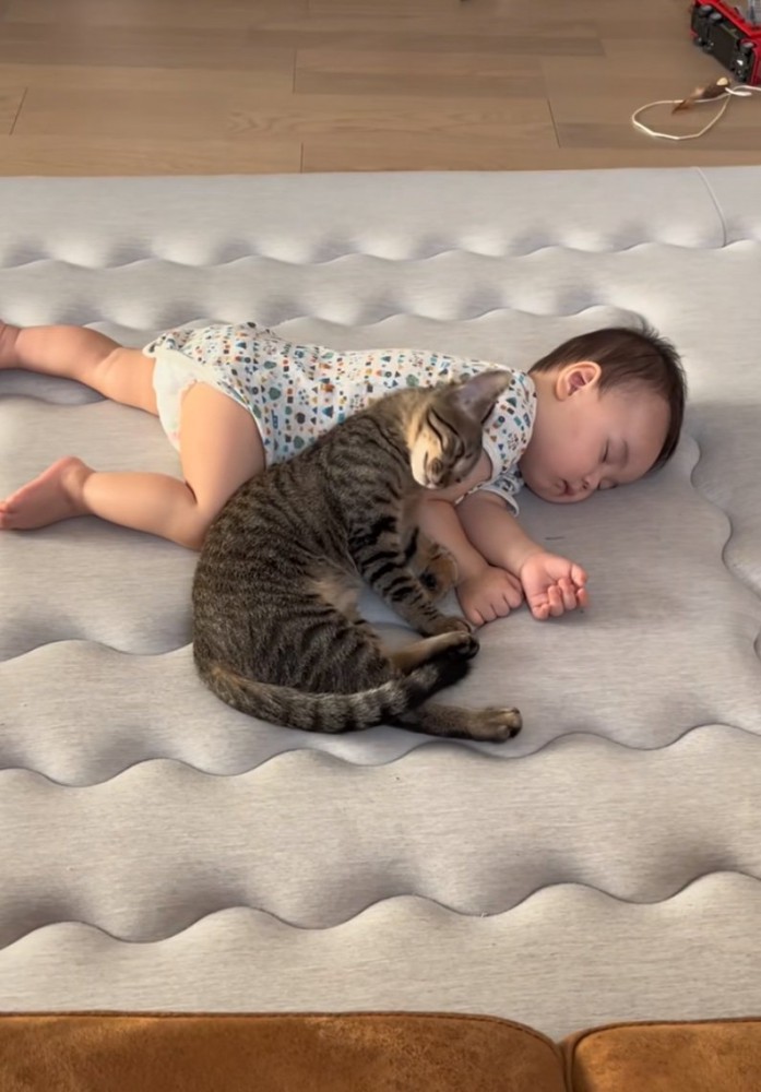 体を預ける猫