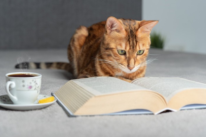 読書しているように見える猫