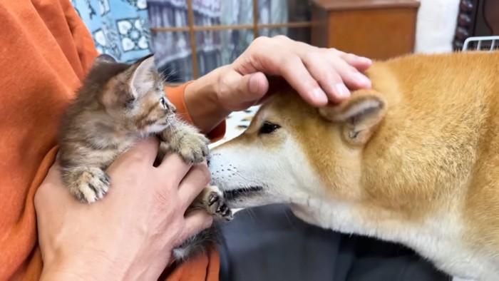 子猫をなめる犬