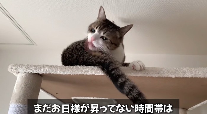 キャットタワーの上の猫