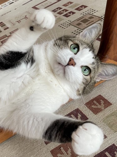 仰向けの猫