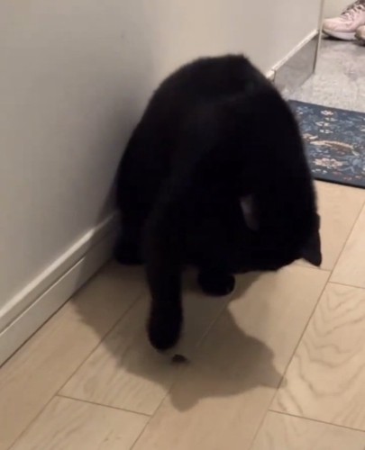 ぺちぺち叩く黒猫