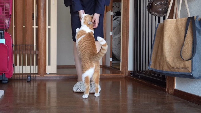 なでられる猫の後ろ姿