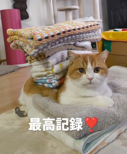 洗濯物を背中に乗せてカメラを見つめる猫