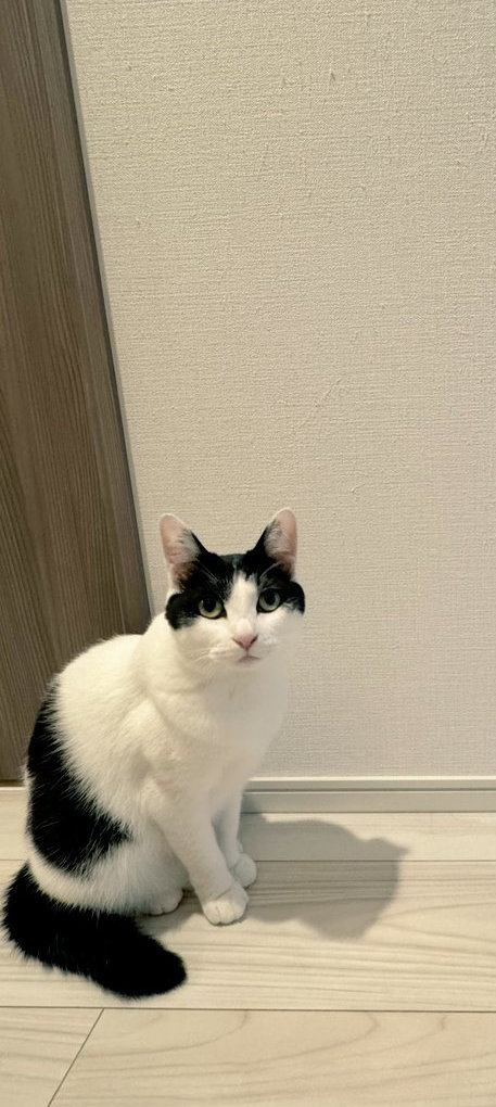 壁の前で座る猫