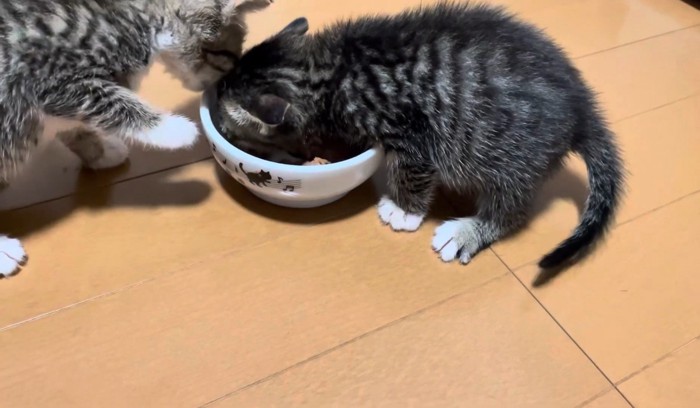 お皿に顔を突っ込む子猫とごはんが食べれない子猫