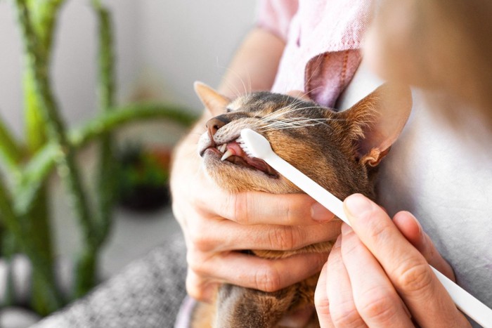 猫の歯磨き