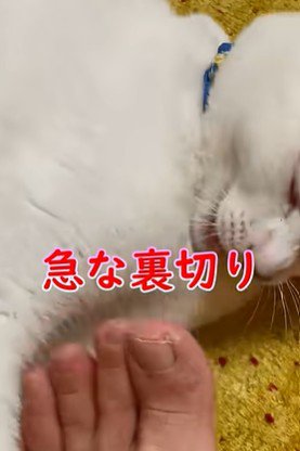 足から離れる猫