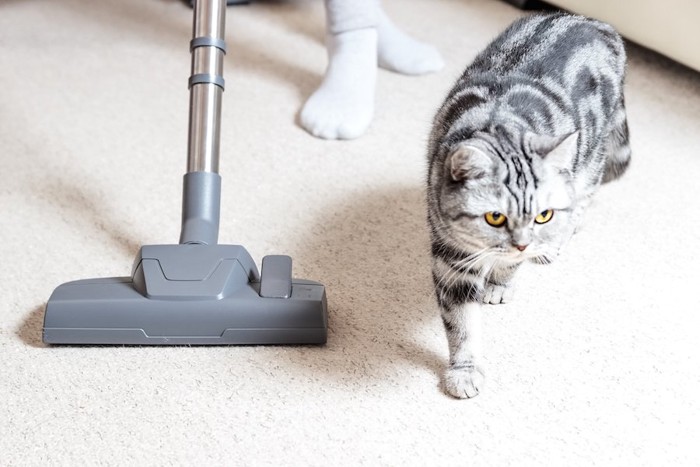 カーペットに掃除機をかけている人とそばを歩く猫