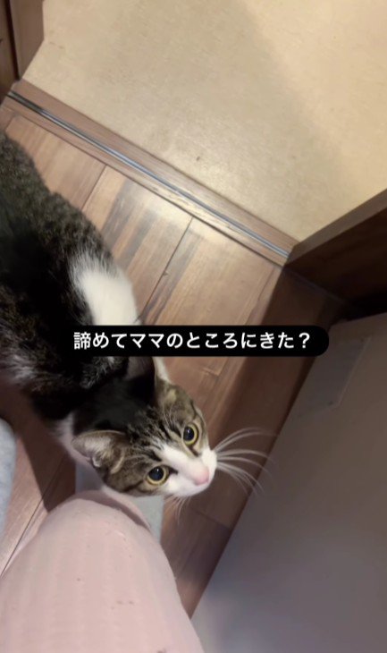 足元にいる猫