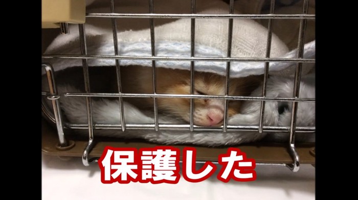ケージの中の子猫