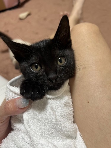 タオルで包まれる子猫