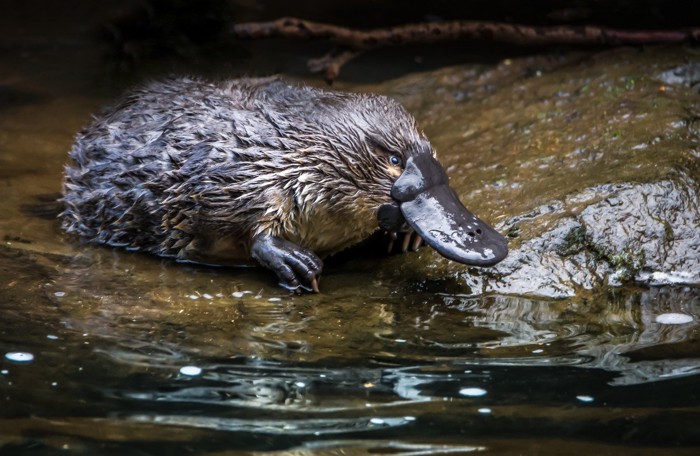 水辺のカモノハシ