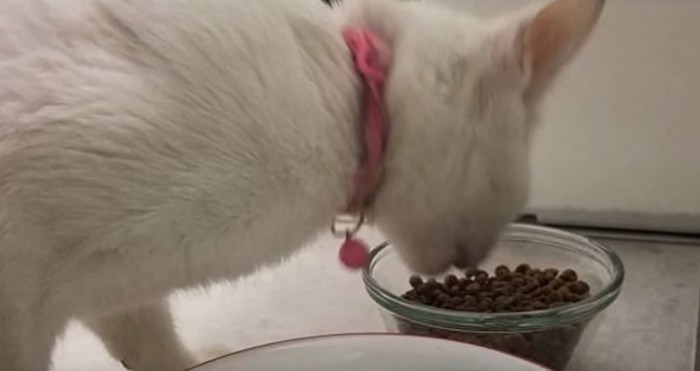 エサを食べる猫