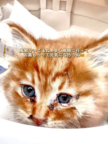 目やにがある子猫