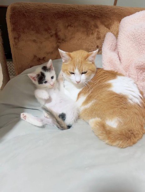 横並びになっている猫と子猫