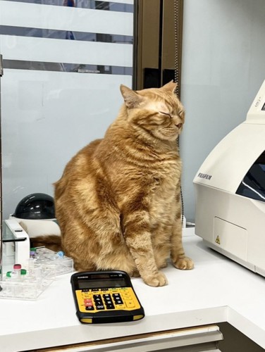 座ったまま寝る茶トラ猫