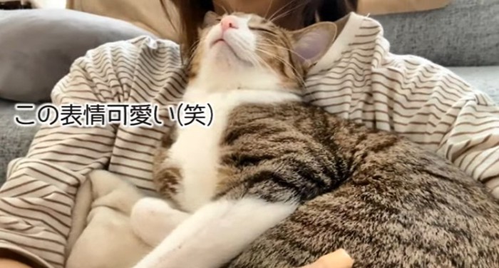 寝ている猫