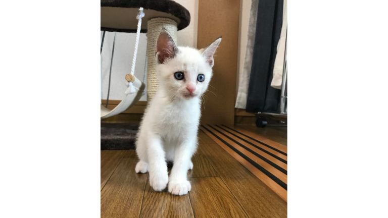 室内にいる子猫