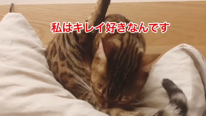 毛づくろいする猫