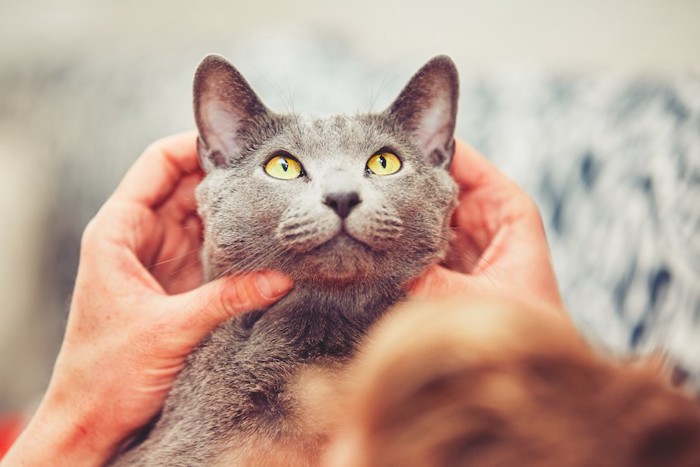 猫の顔を触っている飼い主