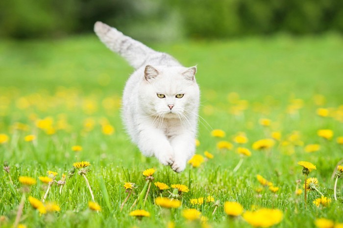 外で気持ちよい猫