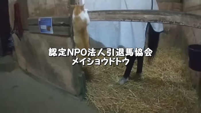 よじ登る猫