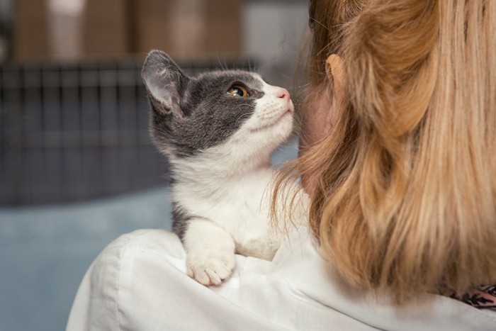 抱っこされている子猫