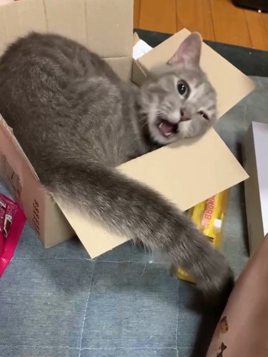 鳴く猫