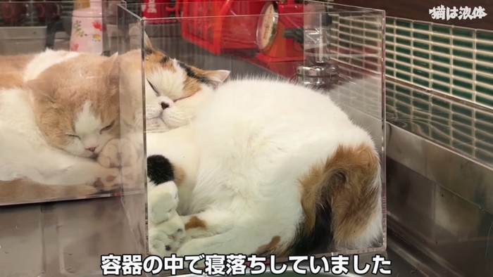 透明の箱の中で寝る猫