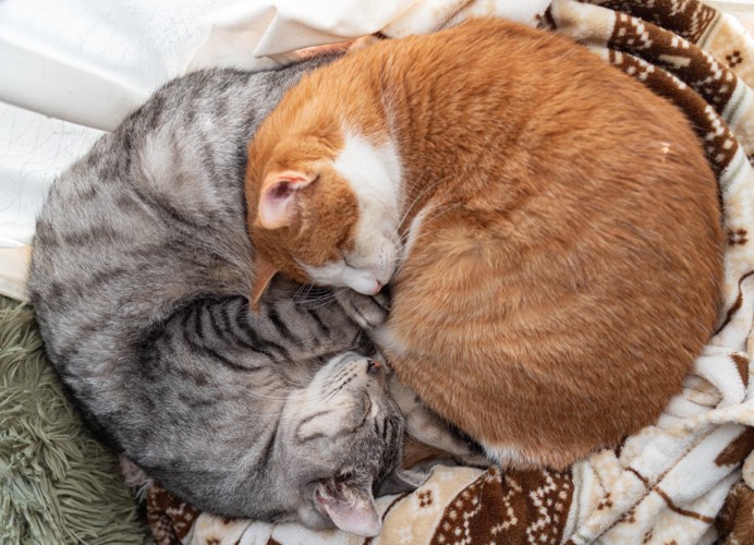 窓辺で眠る二匹の猫