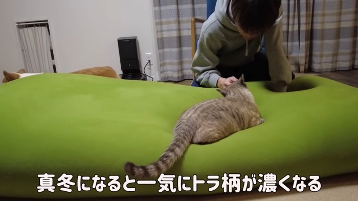 猫の後ろ姿