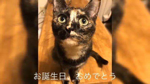 見上げている猫