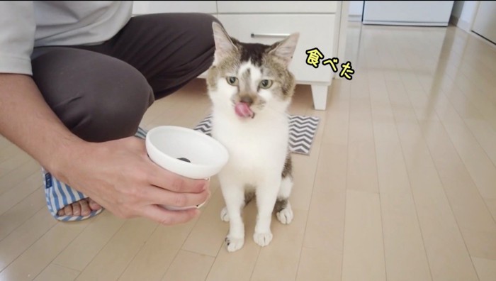 ご飯を食べ終えて、口の周りを舐める猫