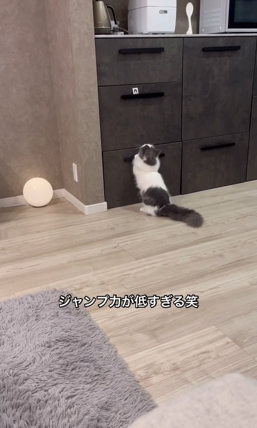 ジャンプする猫%%