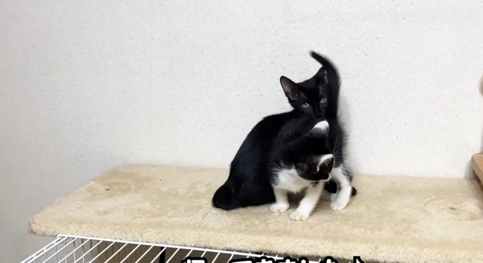 くつろぐ2匹の猫