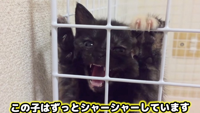 威嚇する猫