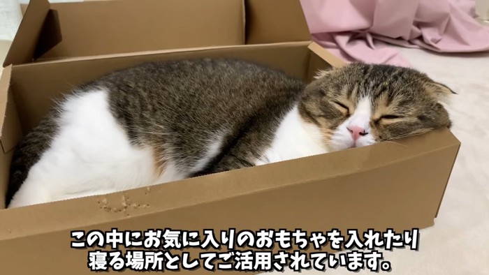 箱の中で寝ている猫